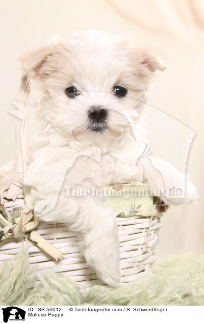 Malteser Welpe / Maltese Puppy / SS-50012