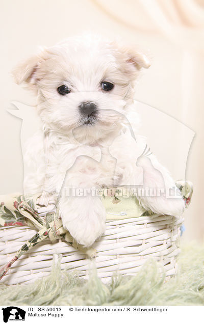 Maltese Puppy / SS-50013