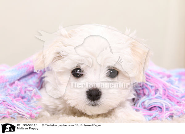 Malteser Welpe / Maltese Puppy / SS-50015