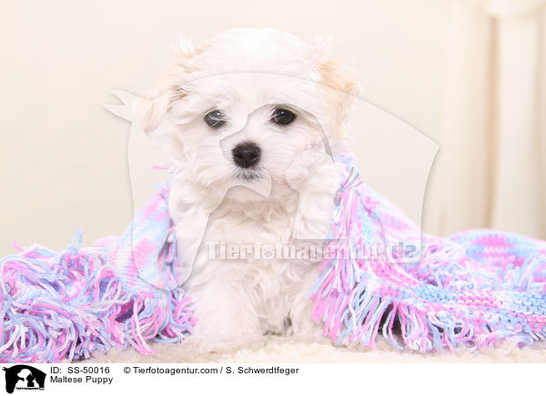 Malteser Welpe / Maltese Puppy / SS-50016