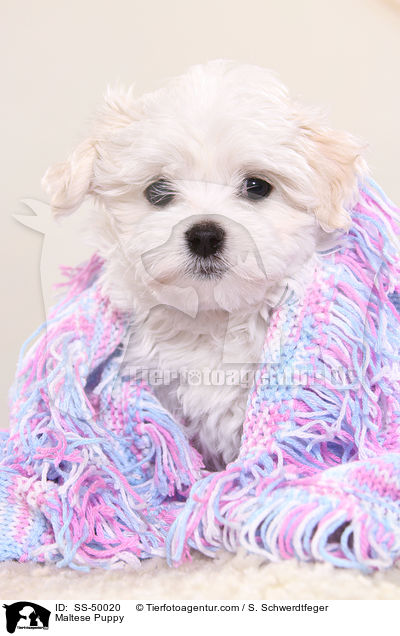 Maltese Puppy / SS-50020