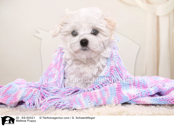 Maltese Puppy / SS-50021