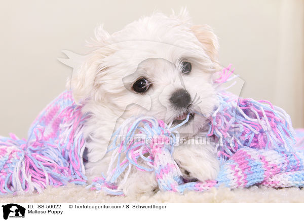 Maltese Puppy / SS-50022