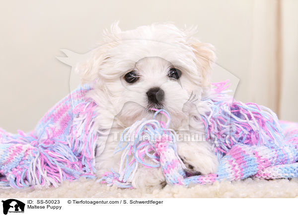 Maltese Puppy / SS-50023
