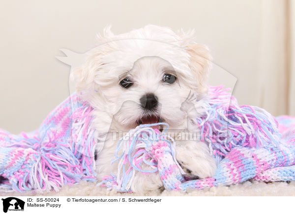 Maltese Puppy / SS-50024