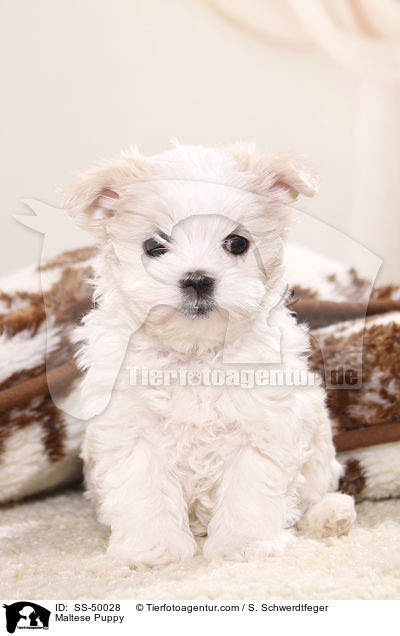 Malteser Welpe / Maltese Puppy / SS-50028