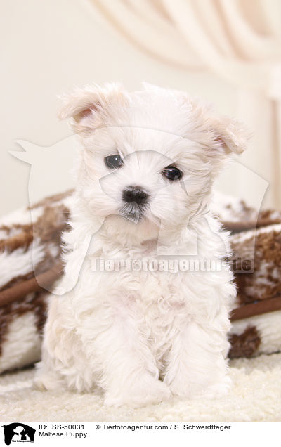 Maltese Puppy / SS-50031