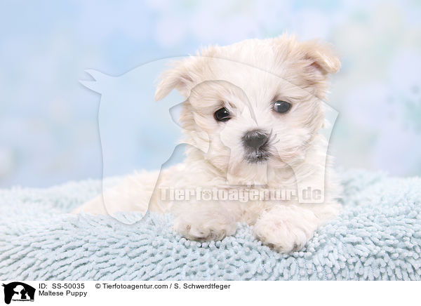 Maltese Puppy / SS-50035
