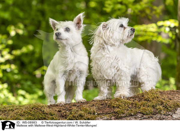 Malteser mit Malteser-West-Highland-White-Terrier-Mischling / Maltese with Maltese-West-Highland-White-Terrier-Mongrel / WS-08983