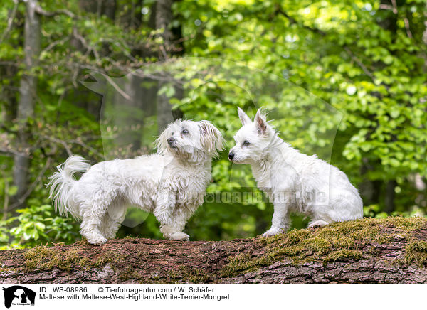 Malteser mit Malteser-West-Highland-White-Terrier-Mischling / Maltese with Maltese-West-Highland-White-Terrier-Mongrel / WS-08986