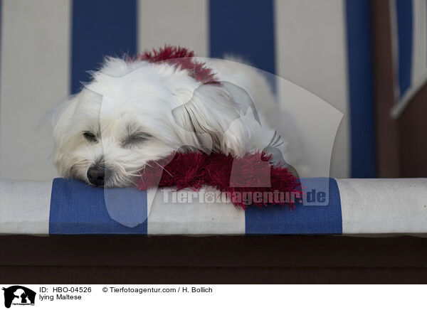 liegender Malteser / lying Maltese / HBO-04526