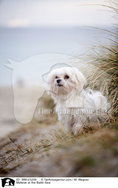 Malteser an der Ostsee / Maltese at the Baltic Sea / MW-23256