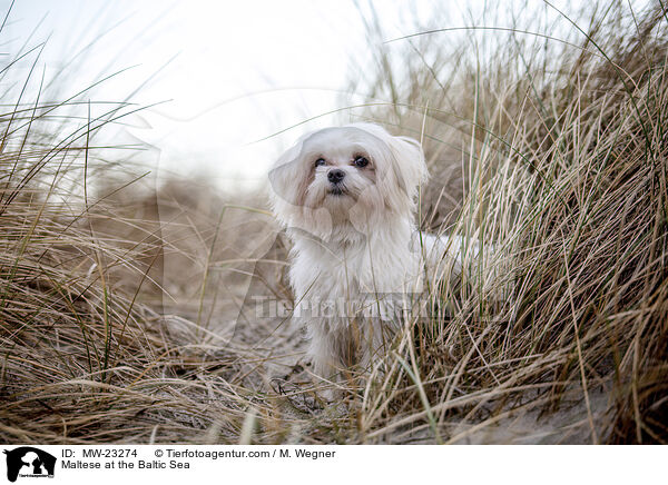 Malteser an der Ostsee / Maltese at the Baltic Sea / MW-23274