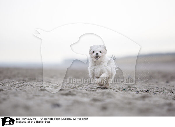 Maltese at the Baltic Sea / MW-23276