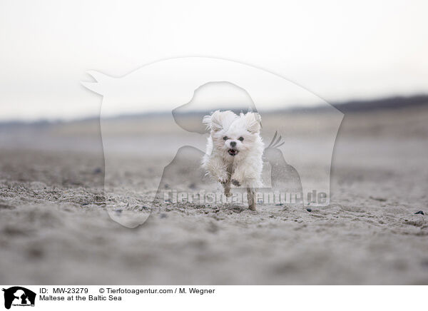 Maltese at the Baltic Sea / MW-23279