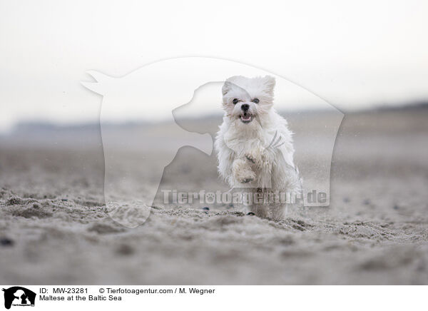 Maltese at the Baltic Sea / MW-23281
