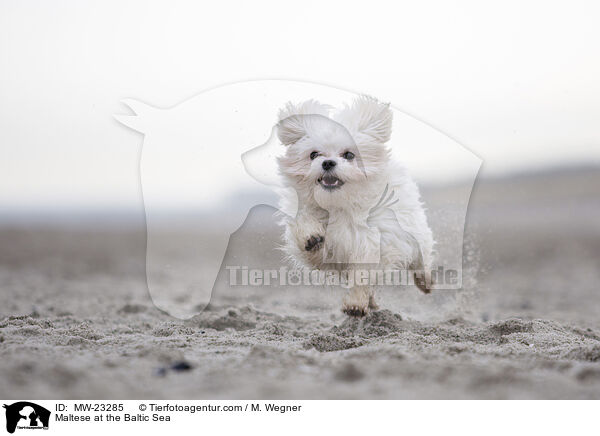 Maltese at the Baltic Sea / MW-23285