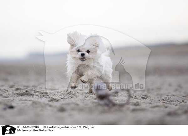 Maltese at the Baltic Sea / MW-23286