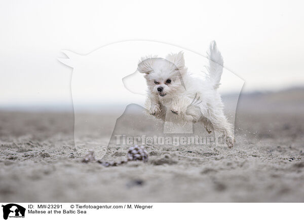 Maltese at the Baltic Sea / MW-23291