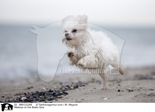 Malteser an der Ostsee / Maltese at the Baltic Sea / MW-23298