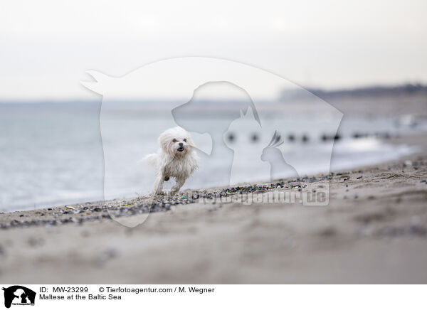 Maltese at the Baltic Sea / MW-23299
