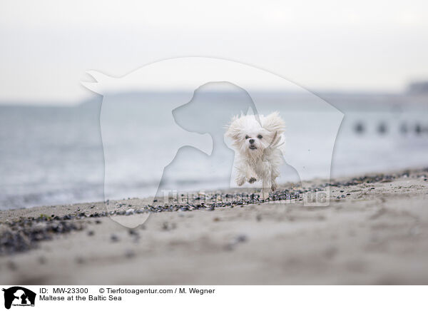 Malteser an der Ostsee / Maltese at the Baltic Sea / MW-23300