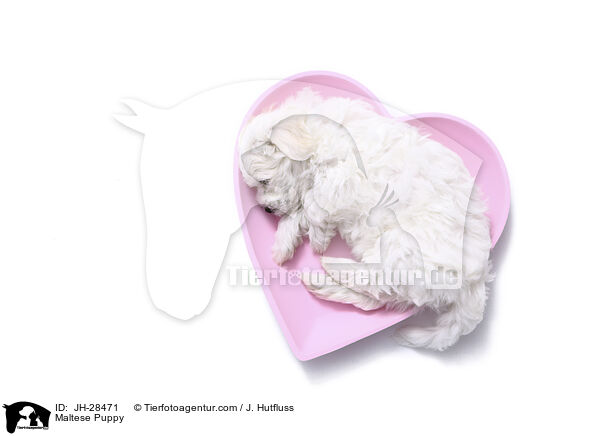 Maltese Puppy / JH-28471