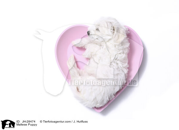 Maltese Puppy / JH-28474