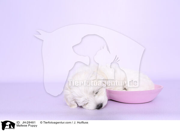 Maltese Puppy / JH-28481