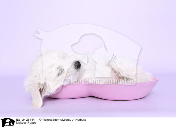 Maltese Puppy / JH-28484