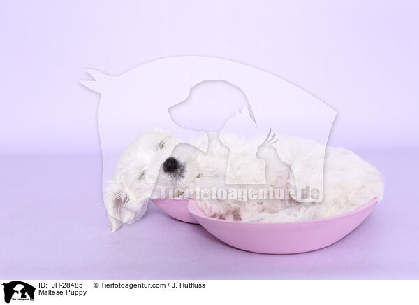 Maltese Puppy / JH-28485