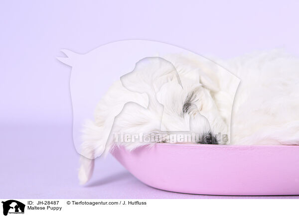 Maltese Puppy / JH-28487
