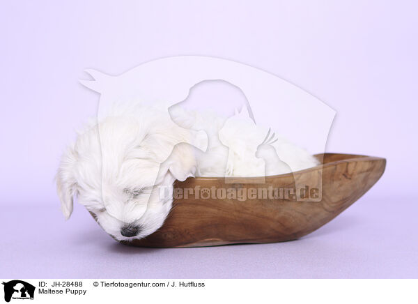 Maltese Puppy / JH-28488