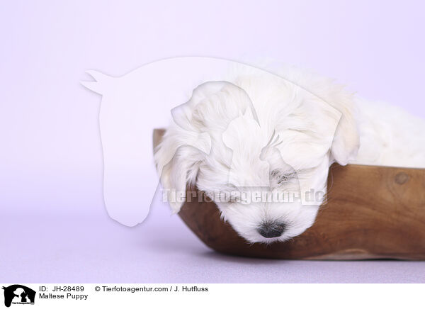 Malteser Welpe / Maltese Puppy / JH-28489