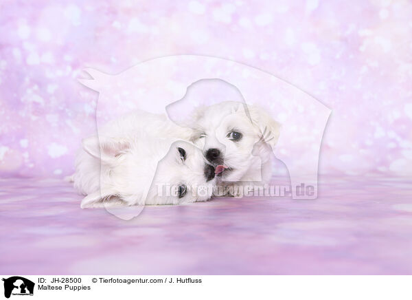 Maltese Puppies / JH-28500