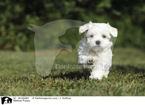Maltese Puppy / JH-28985