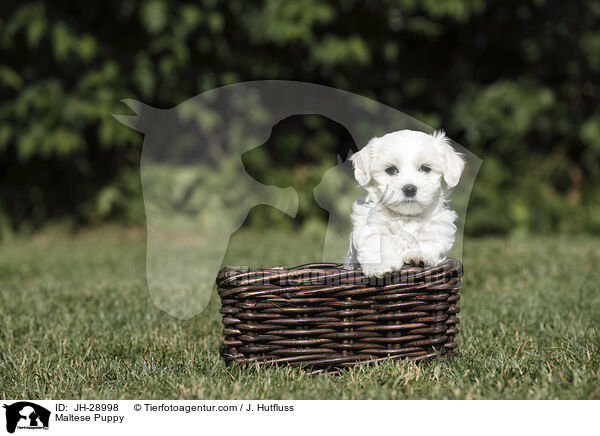 Maltese Puppy / JH-28998
