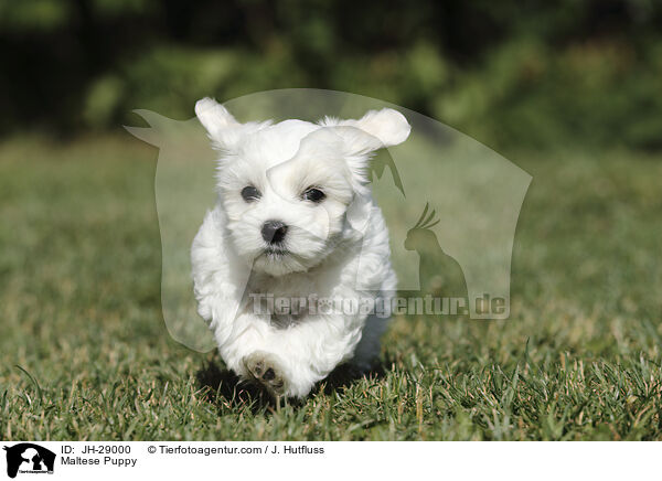 Maltese Puppy / JH-29000