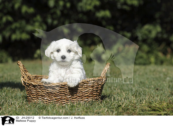 Maltese Puppy / JH-29012