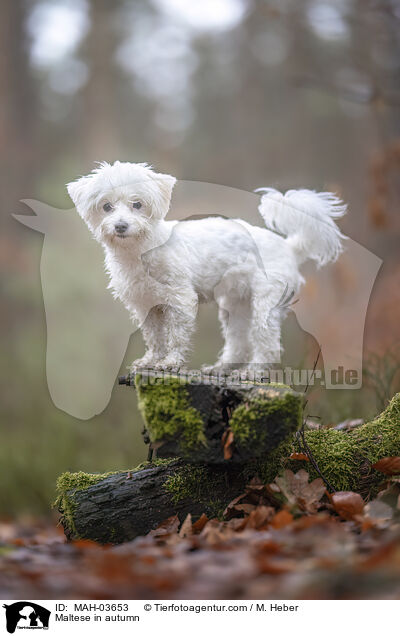 Maltese in autumn / MAH-03653