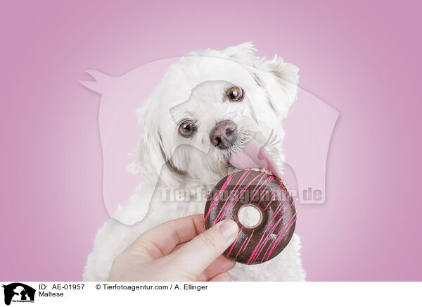Malteser / Maltese / AE-01957