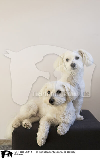 Malteser / Maltese / HBO-06414