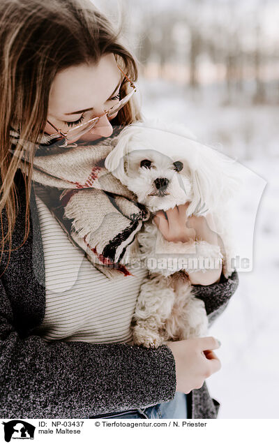 Malteser Rde / male Maltese / NP-03437