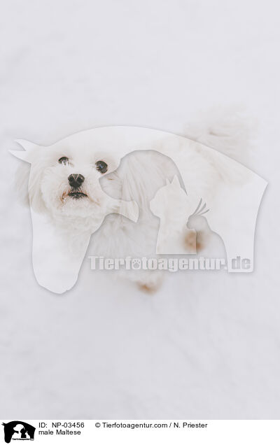 male Maltese / NP-03456