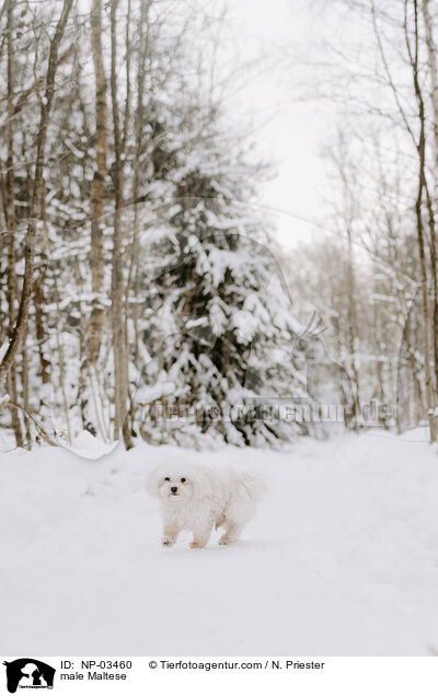 male Maltese / NP-03460