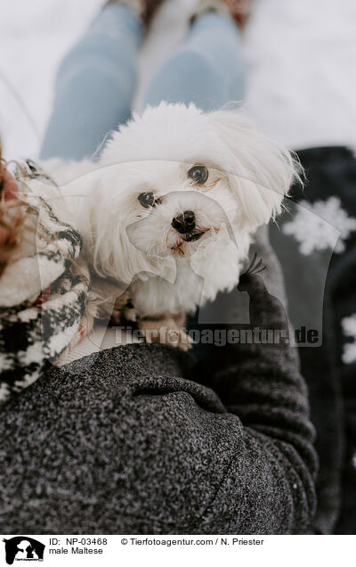 Malteser Rde / male Maltese / NP-03468