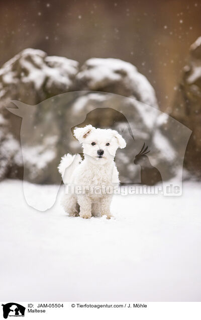 Maltese / JAM-05504
