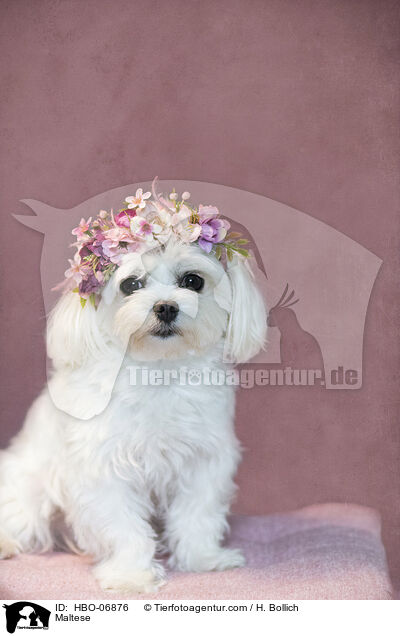 Malteser / Maltese / HBO-06876