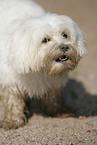 Maltese