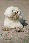 Maltese